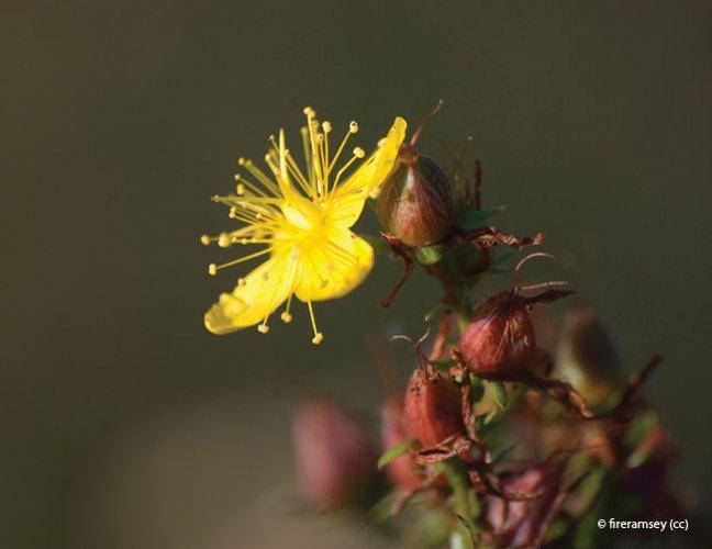 Hypericum perforatum
