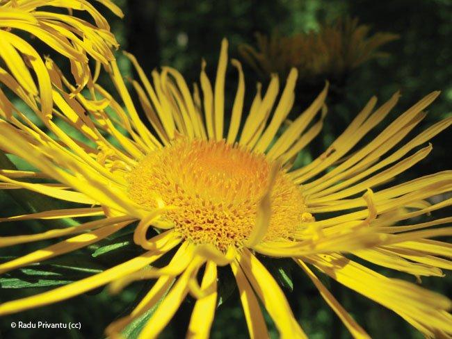 Inula helenium