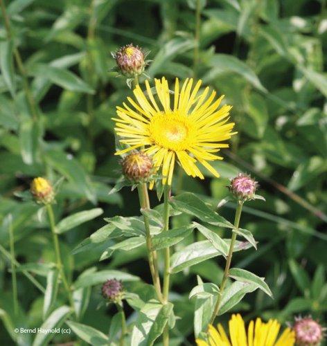 Inula salicina