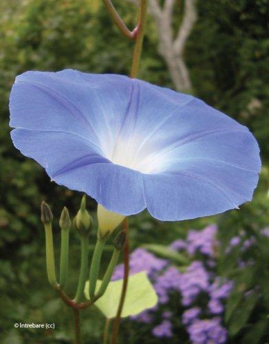 Ipomoea tricolor