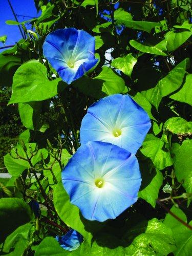 Ipomoea tricolor