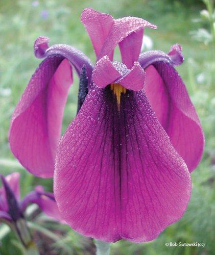 Iris ensatasyn. Iris kaempferi