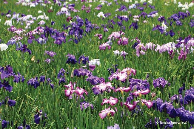 Iris ensatasyn. Iris kaempferi