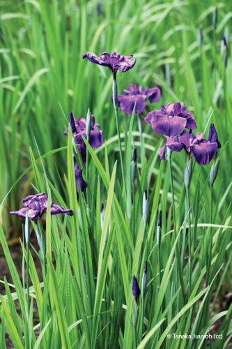 Iris ensatasyn. Iris kaempferi