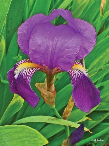 Iris germanica