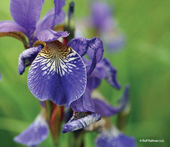 Iris siberica