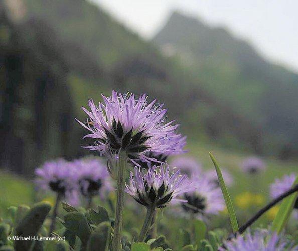 jasione montana-