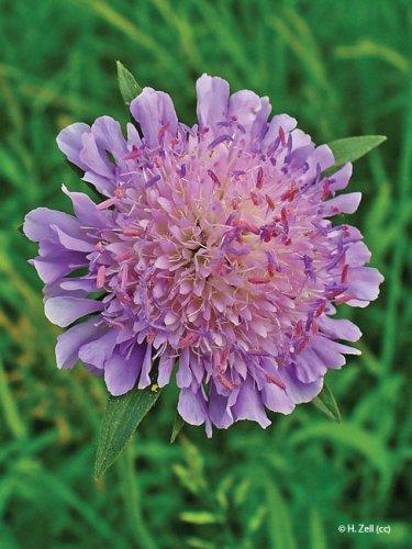 Knautia arvensis