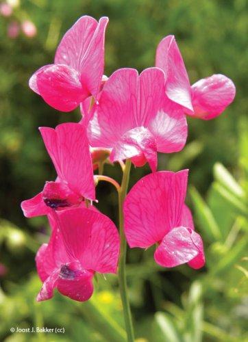 Lathyrus tuberosus