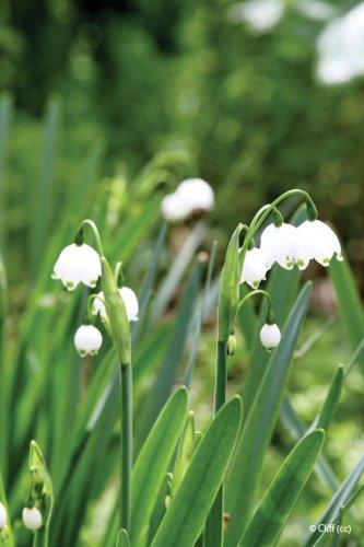 Leucojum aestuvum