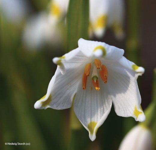 Leucojum vernum