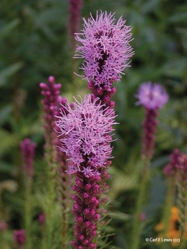 Liatris spicata