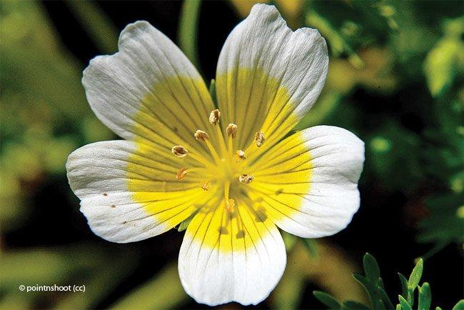 Limnanthes douglasii