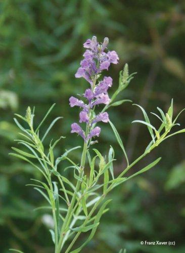 Linaria purpurea