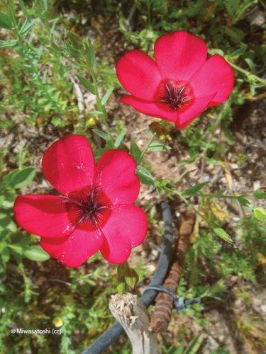 Linum grandiflorum