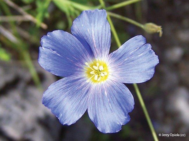 Linum perenne