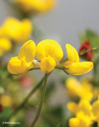 lotus corniculatus