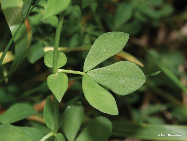 lotus corniculatus