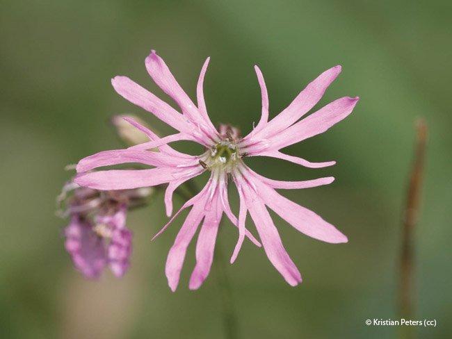 Lychnis flos-cuculi