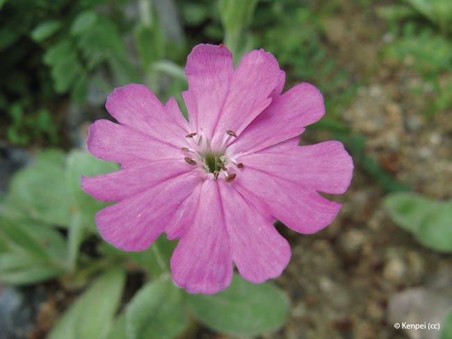 Lychnis flos-jovis