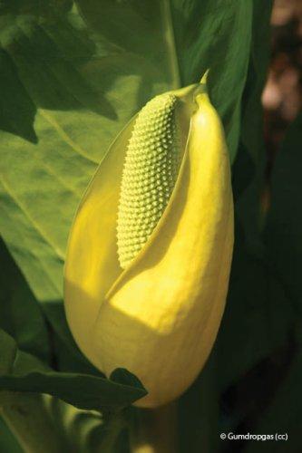 Lysichiton americanus