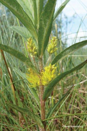 Lysimachia thyrsiflora