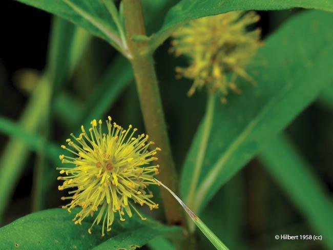 Lysimachia thyrsiflora