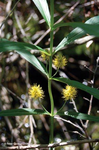 Lysimachia thyrsiflora