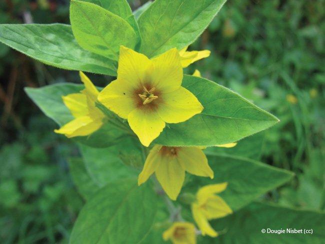 Lysimachia vulgaris
