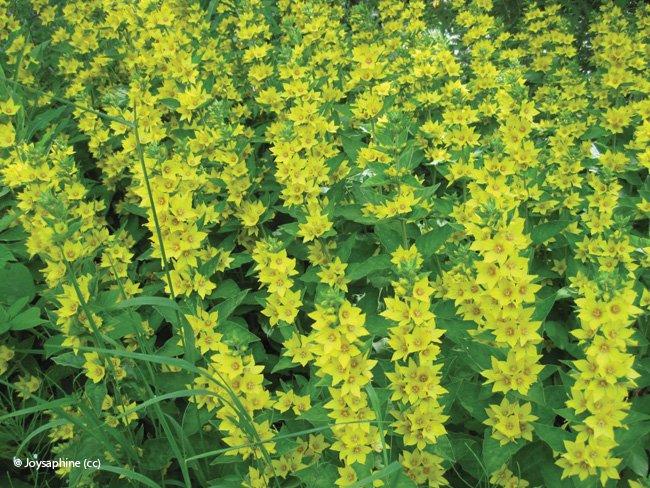 Lysimachia vulgaris