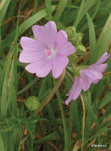 Malva moschata