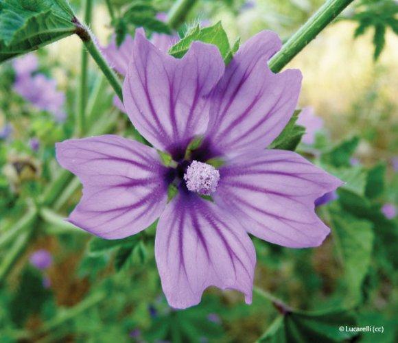 Malva sylvestris