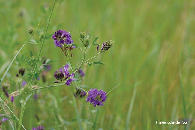 Matthiola longipetala ssp bicornis, Matthiola bicornis