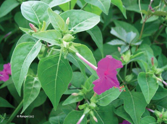 Mirabilis jalapa