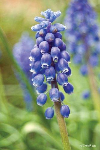 Muscari armeniacum