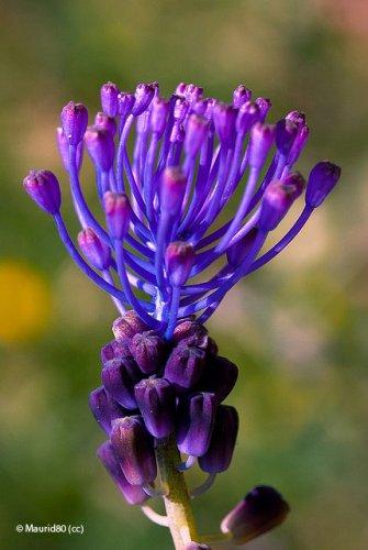 Muscari comosum