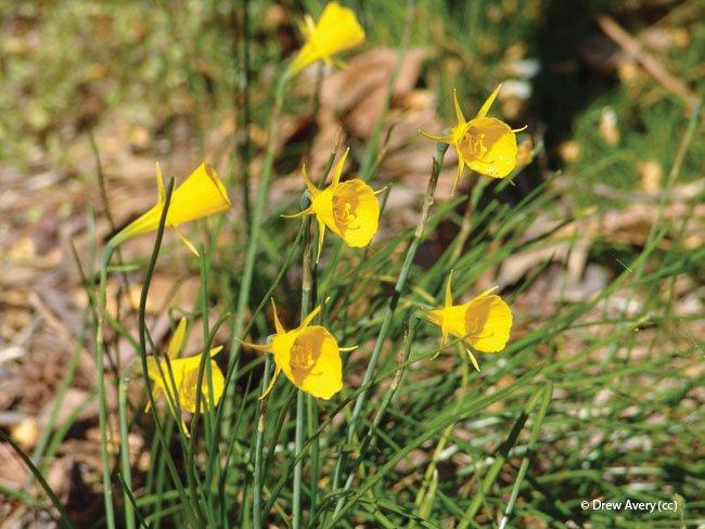 Narcissus bulbocodium