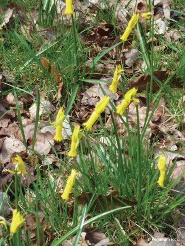 Narcissus cyclamineus