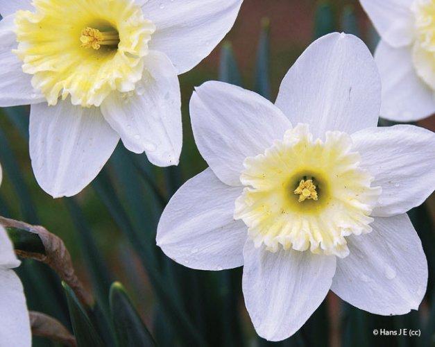 Narcissus jonquilla