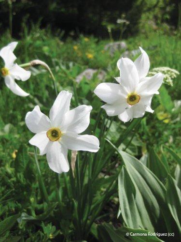 Narcissus poeticus