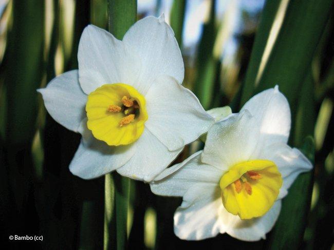 Narcissus tazetta