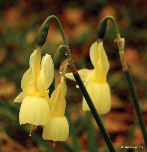 Narcissus triandrus