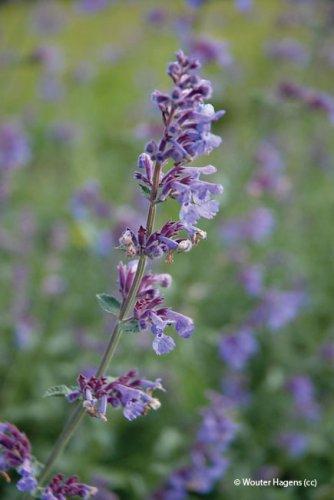 Nepeta x faassenii