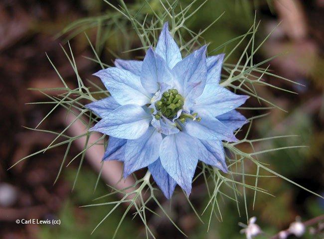 Nigella damascena