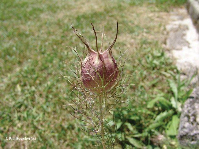 Nigella damascena