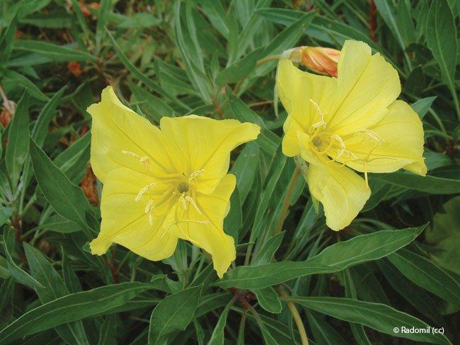 Oenothera macrocarpa