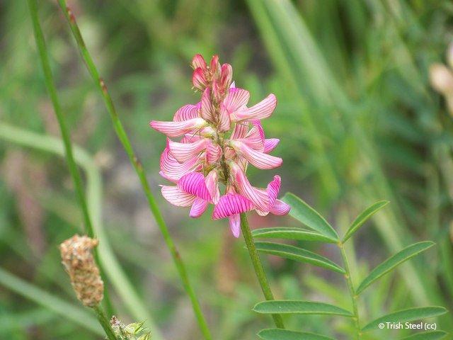 Onobrychis vicifolia
