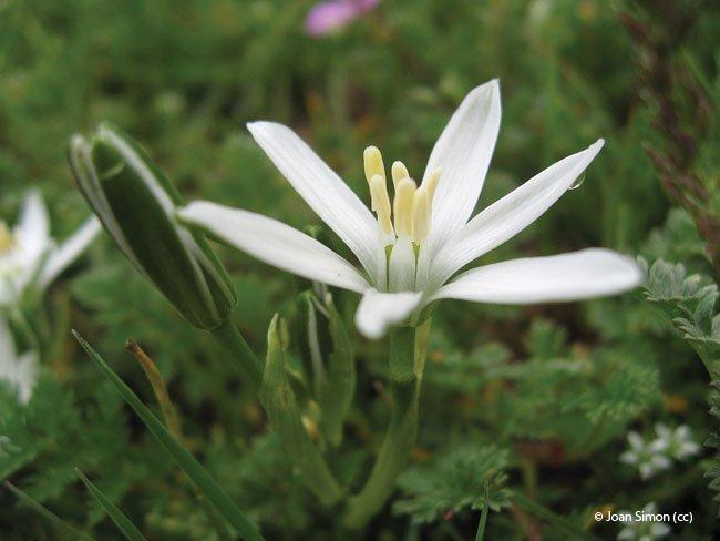 Ornithogalum umbellatum