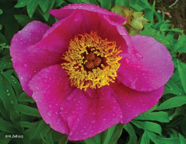 Paeonia officinalis
