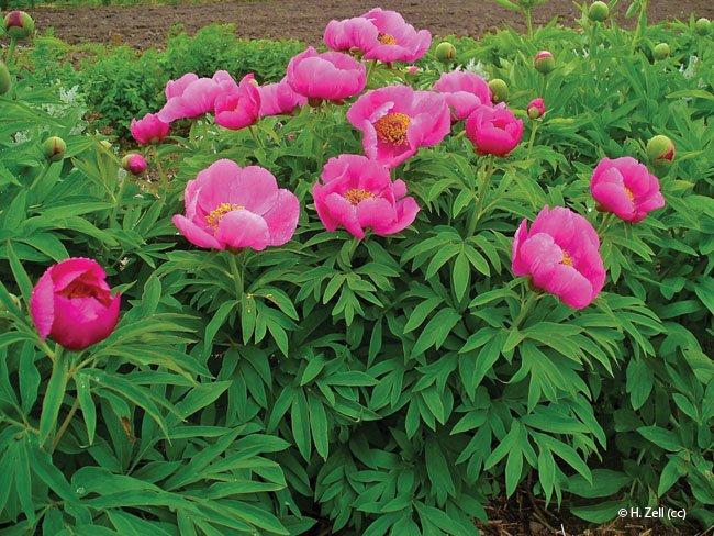 Paeonia officinalis